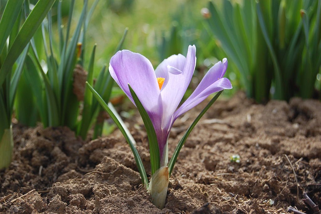 A Tavaszi Sáfrány (Crocus vernus) termesztése és gondozása