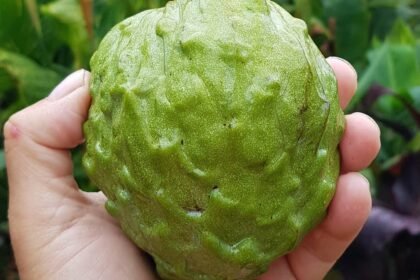 A világ 2. legegészségesebb étele, a magyarok viszont egyáltalán nem eszik