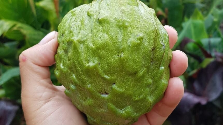 A világ 2. legegészségesebb étele, a magyarok viszont egyáltalán nem eszik