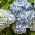 Ezt igényli a hortenzia március első 2 hetében, hogy idén is virágba boruljon