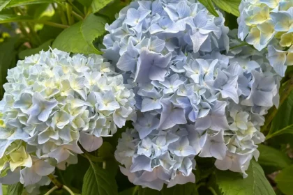 Ezt igényli a hortenzia március első 2 hetében, hogy idén is virágba boruljon