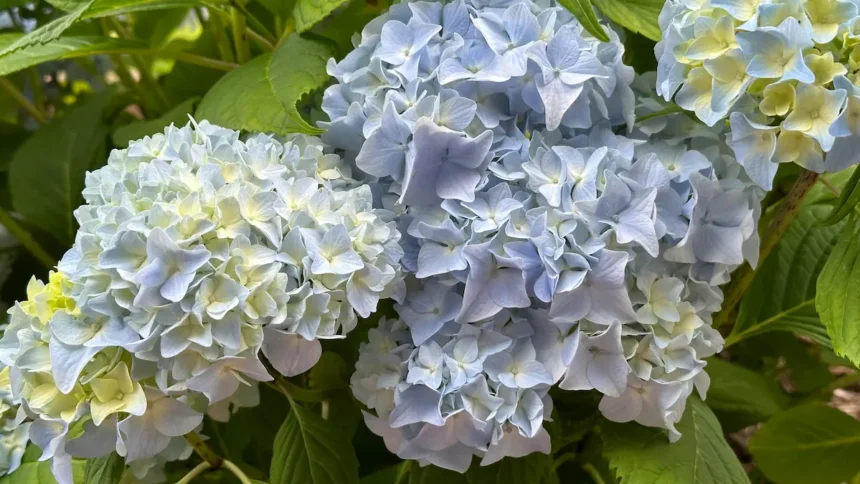 Ezt igényli a hortenzia március első 2 hetében, hogy idén is virágba boruljon