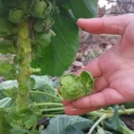 Ingyen szedhető a kertből, dugig van C-vitaminnal, mégsem esszük soha