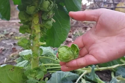 Ingyen szedhető a kertből, dugig van C-vitaminnal, mégsem esszük soha