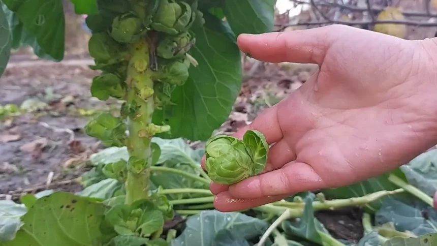 Ingyen szedhető a kertből, dugig van C-vitaminnal, mégsem esszük soha