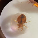 Credit: Dong-Hwan Choe/UCR