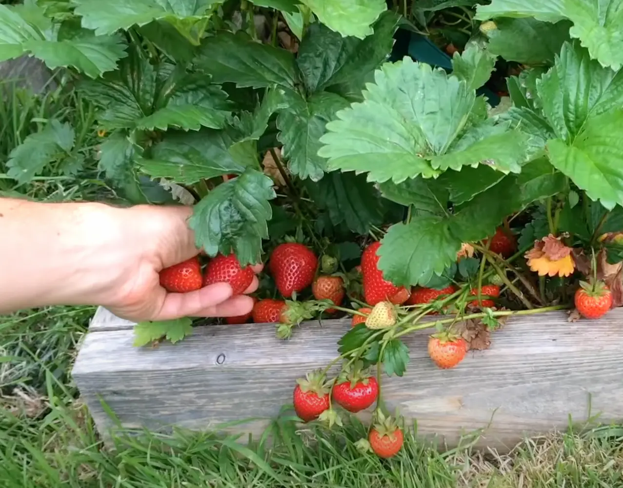 Elég csak egy evőkanálnyi ebből az eper alá és olyan bőséges termésed lesz, mint még soha!