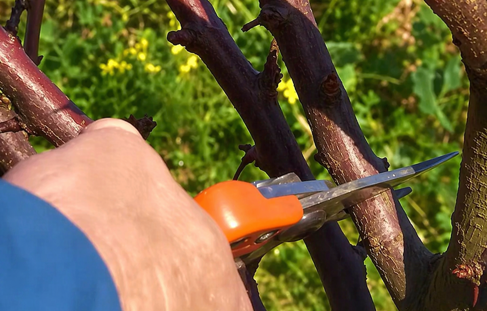 Ne tedd tönkre a kerted: ezeket a fákat soha ne metszd meg nyáron