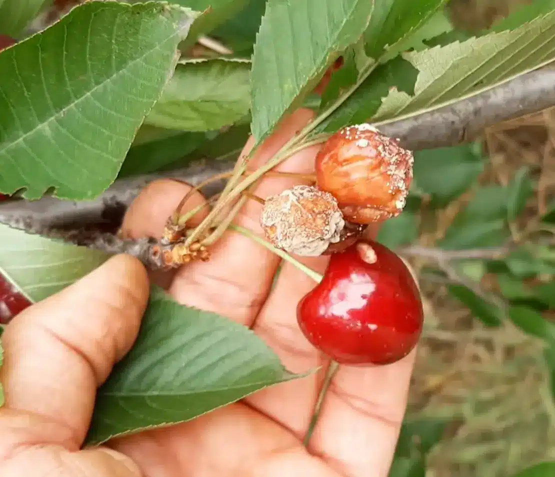 Ez az a rovar, ami április végén titokban tönkreteszi az egész éves cseresznye termésedet