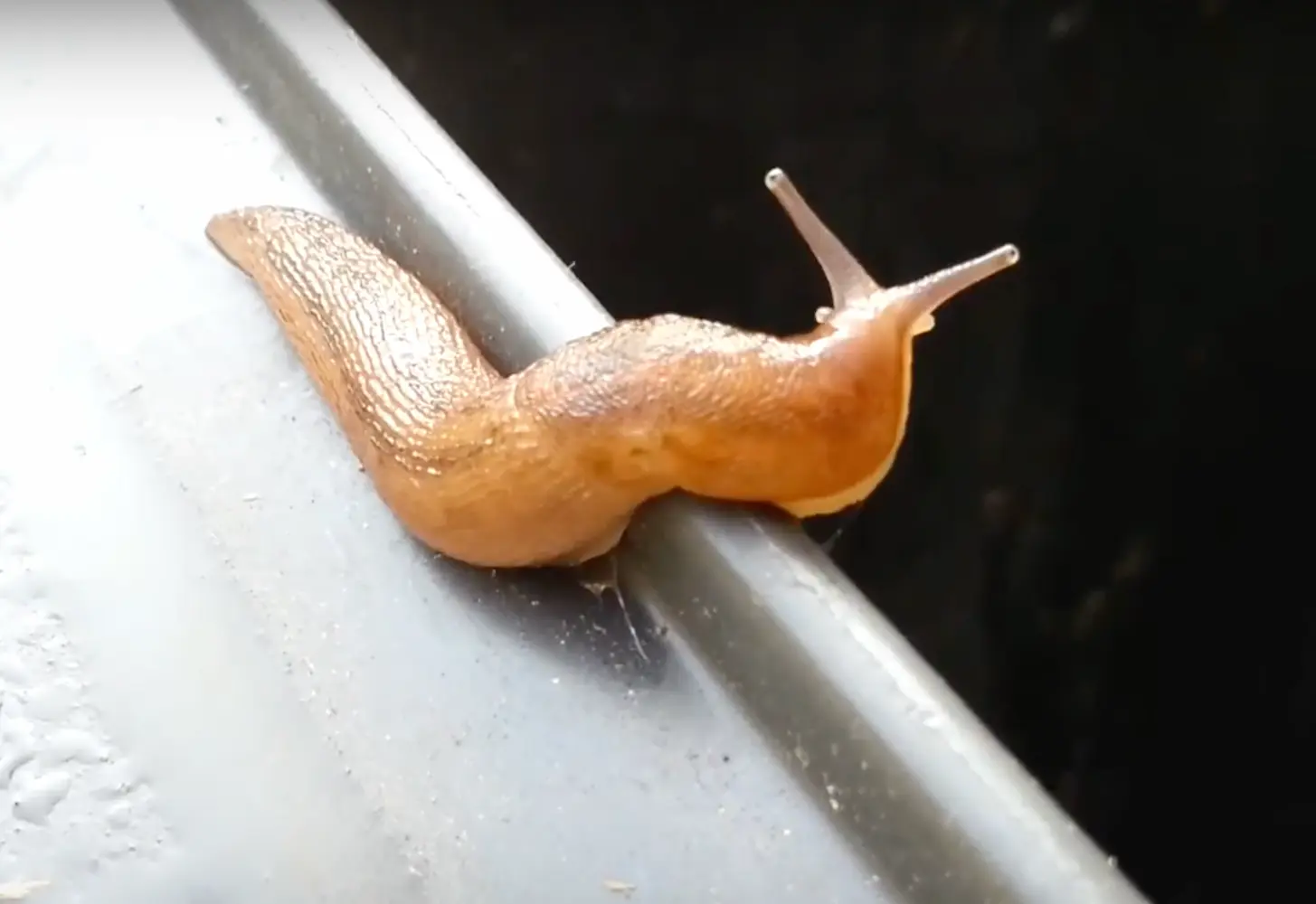 Ettől a 0 forintos trükk, amitől sírva menekülnek a csigák