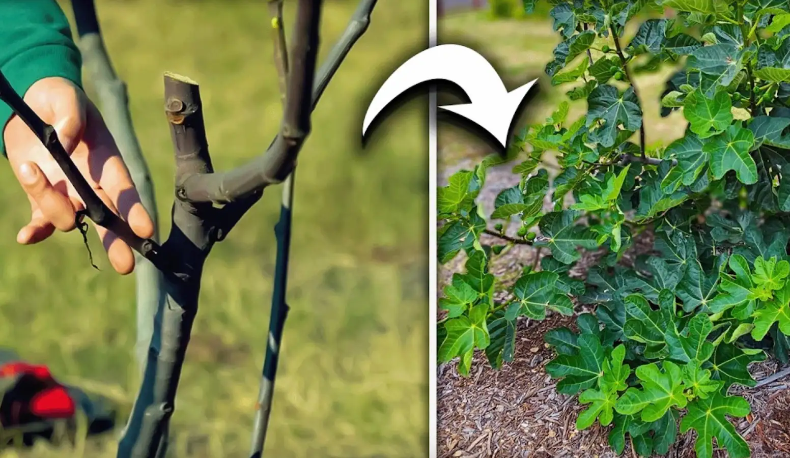 Súlyos hiba lehet: ezt a fát SOHA ne ültesd a házad mellé – figyelmeztet a kertész!