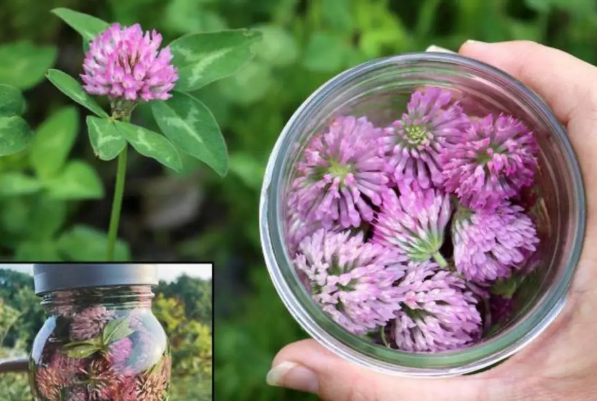 Talán már te is láttad sokszor az út szélén ezt a növényt, de sosem tudtad, hogy mekkora ereje van