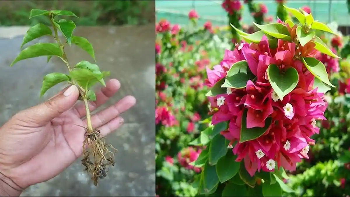 Ettől a titkos trükktől a murvafürtöd végre virágba borul