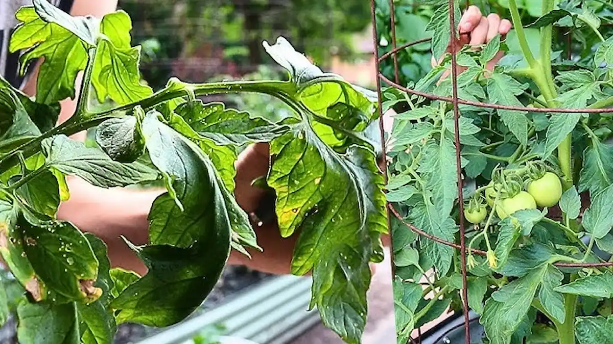 Ezzel a hibával te is behívod a paradicsomvészt a kertedbe