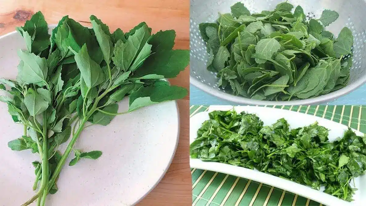 Ez a növény, amit eddig kigyomláltál, többet ér minden patikai multivitaminnál