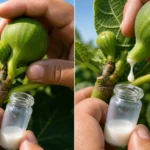 A füge nedve szó szerint aranyat ér – a magyarok mégsem tudják, hogy mire jó!