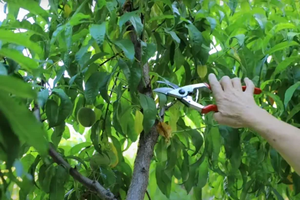 A nagyapám sosem várt nyár végéig a metszéssel: ettől a trükktől jövőre is roskadozni fognak a gyümölcsfáid