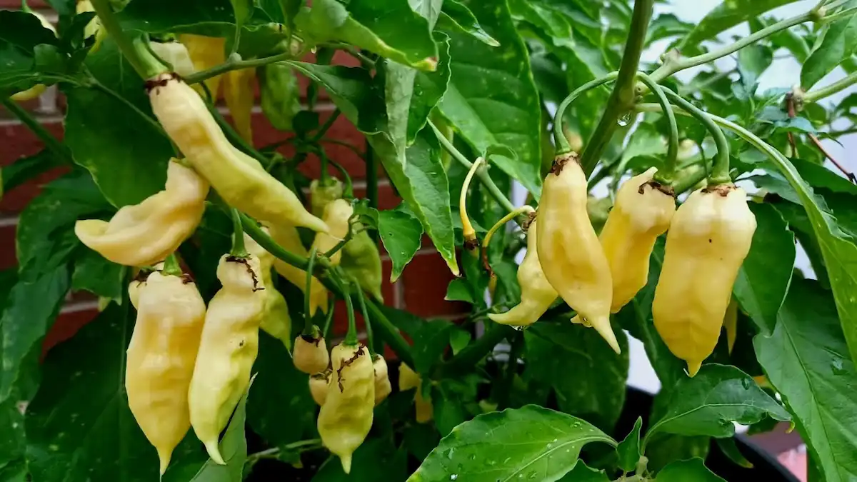Kikotyogták a profi kertészek: Ezt a filléres dolgot kell a paprika tövéhez szórni, hogy túlélje a 35 fokot