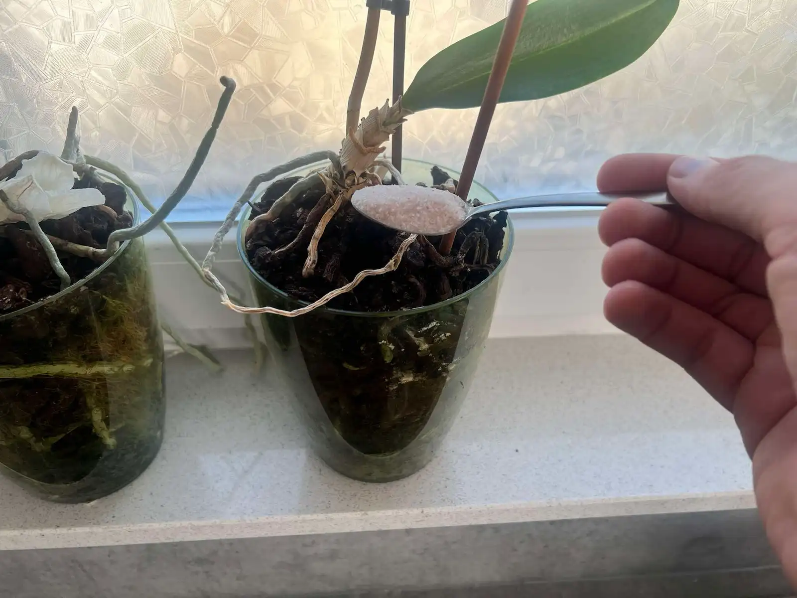 2 hét és az orchideáid megtáltosodnak: ebből szórj egyszer a földjükre és őrülten nőni kezdenek