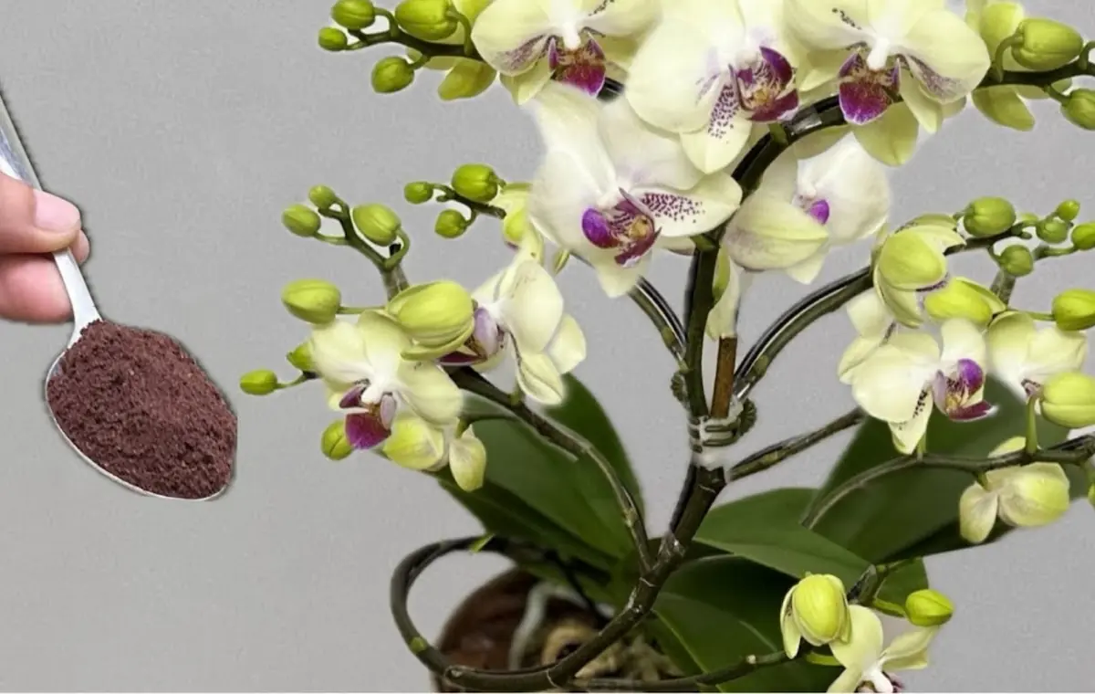 Ha megismered ezt a trükköt, rengeteg orchidea fog nőni a kertedben