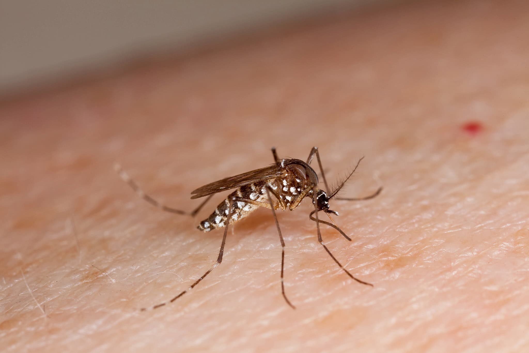 5 tipp, hogy a szúnyogok messze elkerüljék a kertedet, teraszodat, balkonodat a nyáron