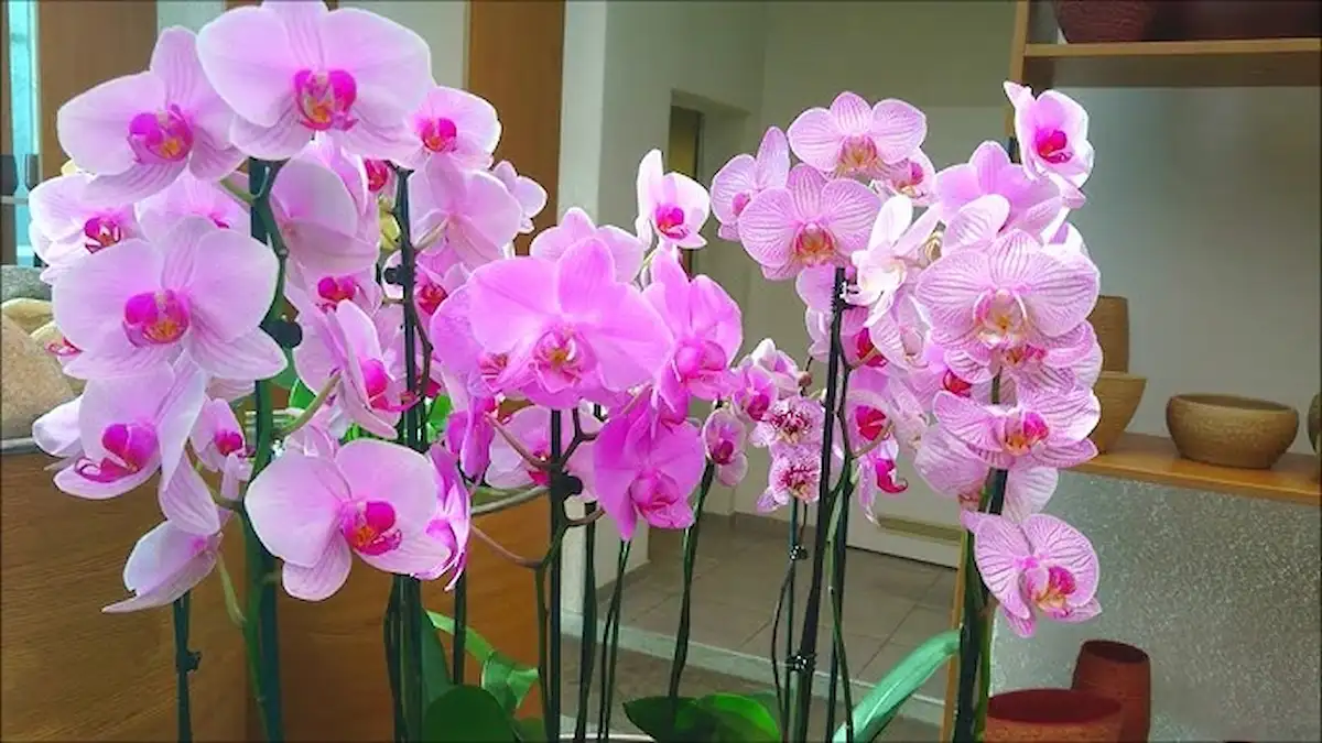 Elég egy teáskanál ebből, és azonnal virágozni fog az orchideád