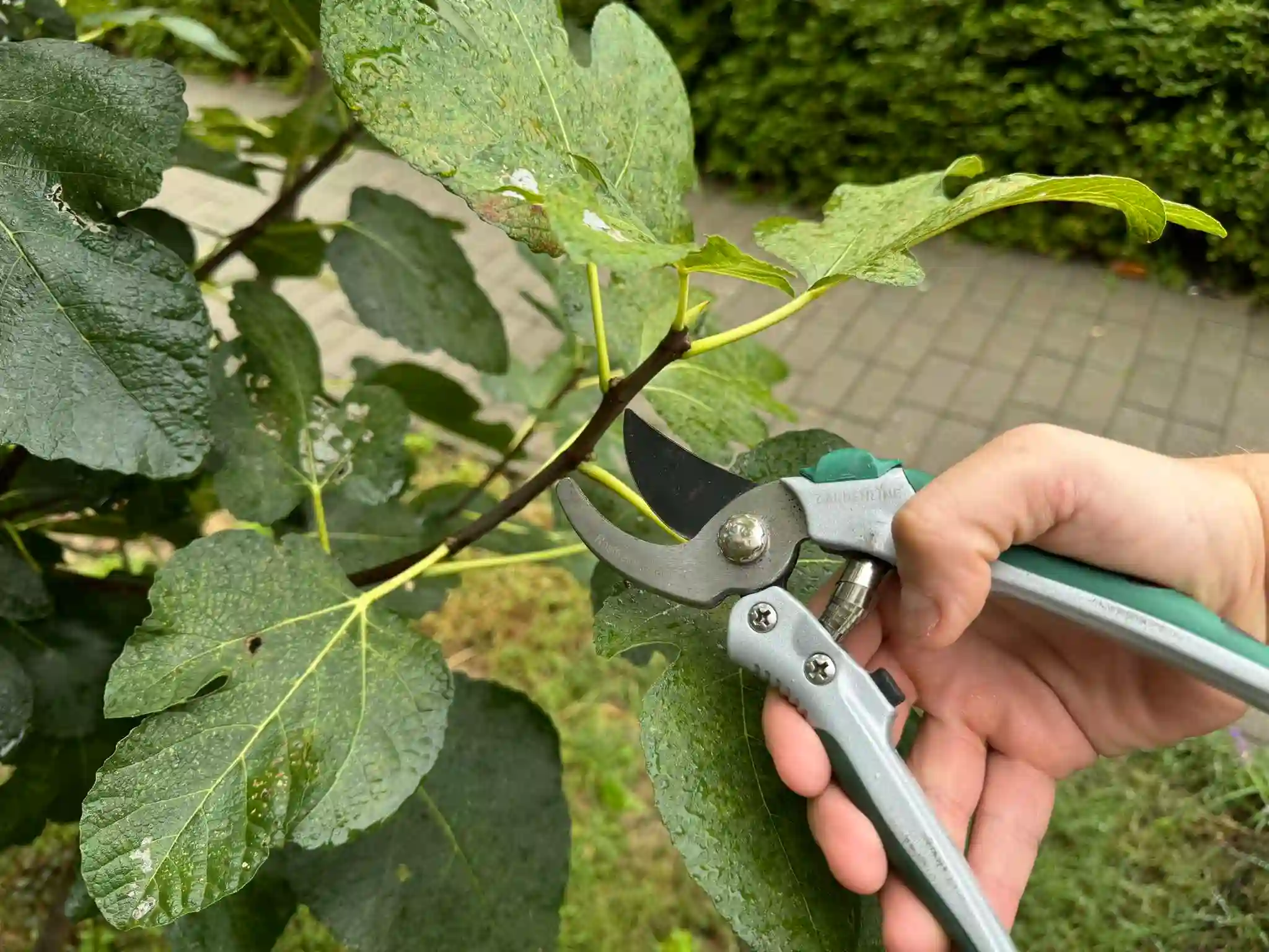 Sokan elrontják augusztus végén és ősszel: ezt a 3 növényt tilos ilyenkor metszeni!