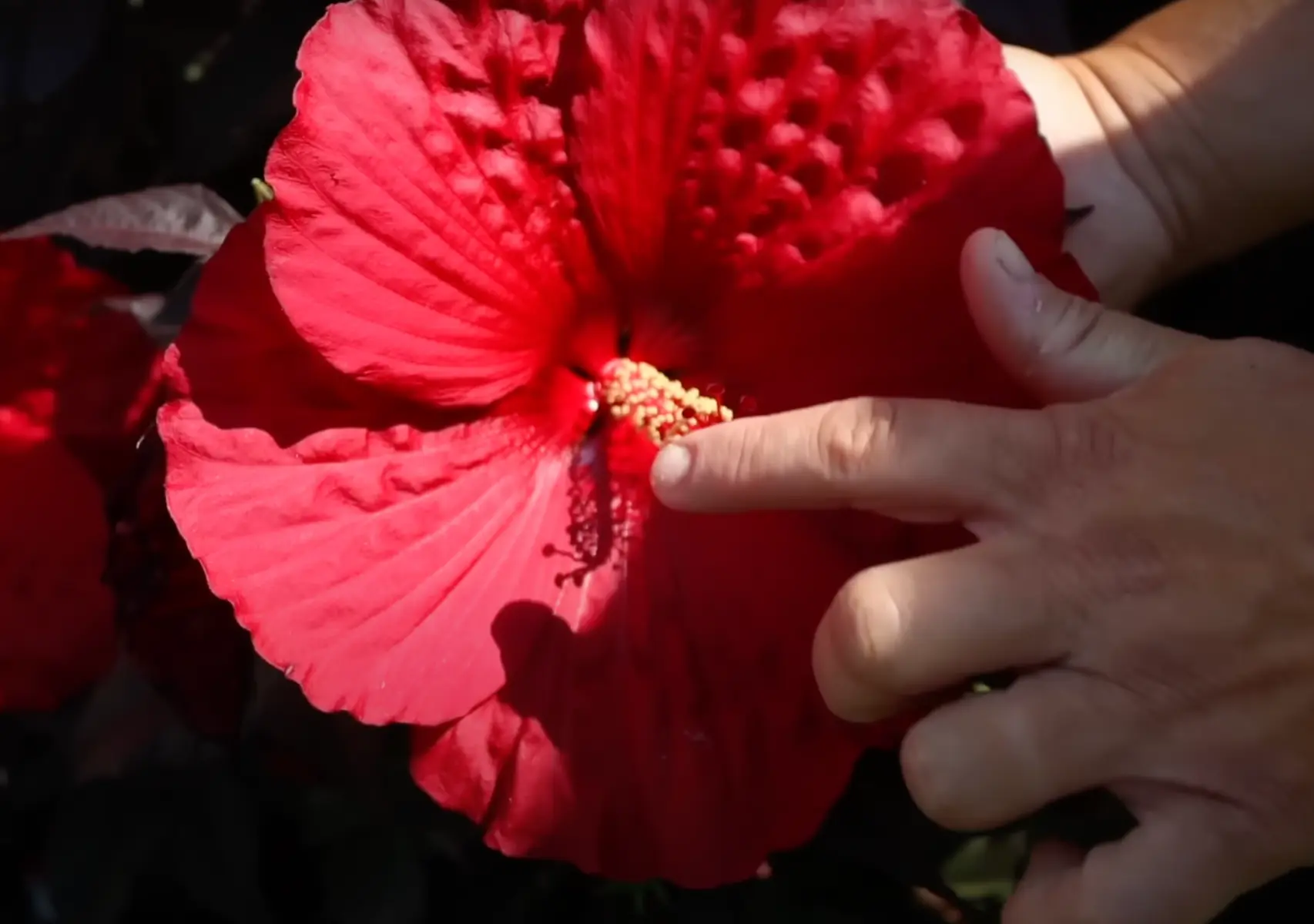 Ha van Hibiszkuszod, erről tudnod kell! Ezt tedd vele augusztusban!
