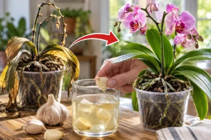 Így élesztheted újra a korhadt és elszáradt orchideád a fokhagymával, és egy egyszerű módszerrel