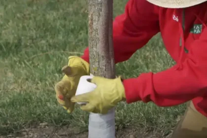 Ezt tedd ősszel a cseresznye és a szilva fával: tavasszal csak úgy virítani fognak
