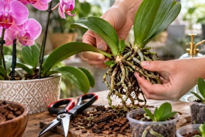 A virágboltosok féltett titka: így szaporíthatod az orchideádat fillérekből