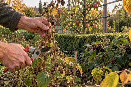 Ezt a 4 növényt felejtik el a legtöbben metszeni, pedig ősszel fontos lenne