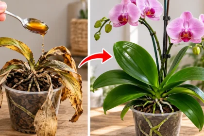 Önts ebből 2 evőkanálnyit az orchideákra, és úgy fognak virágozni, hogy el sem hiszed