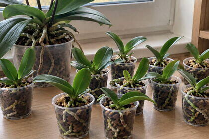 A felettem lakó szomszédnak így lett 10 orchideája egyetlen tőből