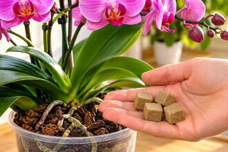 A virágboltos árulta el: Adj ebből 4 kockát az orchideádnak, nem elég, hogy örömmel fogja fogadni, még fel is élénkül