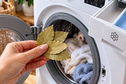 Babérlevél a mosógépbe: így használják a profi háziasszonyok az öblítő helyett