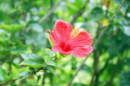 Piros szobai hibiszkusz virág