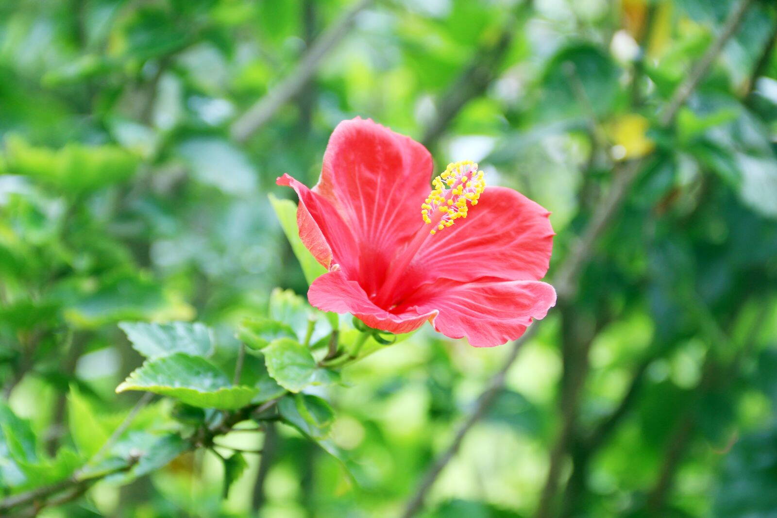Piros szobai hibiszkusz virág