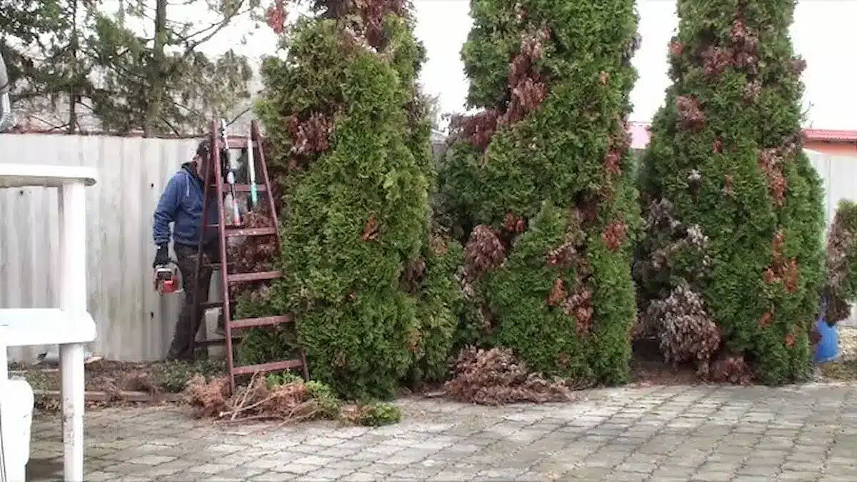 Ezt tedd meg a tujával ősszel, hogy tavasszal gyönyörű zöld legyen