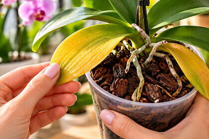 Sárgul az orchideád levele? Ez a 4 dolgot rontod el!