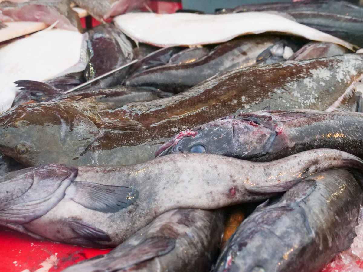 Friss halak jégen egy halpiaci pulton