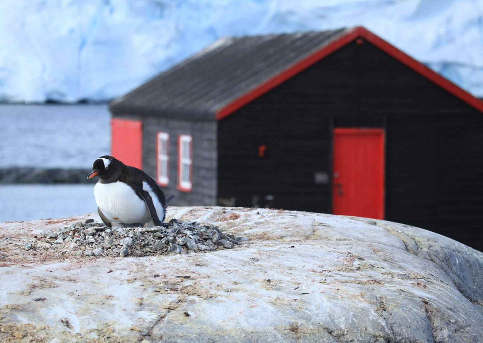 Szamárpingvinek fészkelnek a Goudier-szigeten, Port Lockroy mellett
