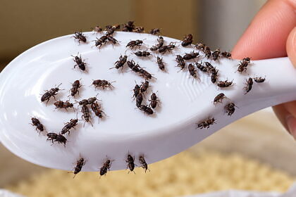 Zsizsik a kamrában, így szabadulsz meg tőle és így előzheted meg házilag